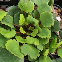 Saxifraga rotundifolia 